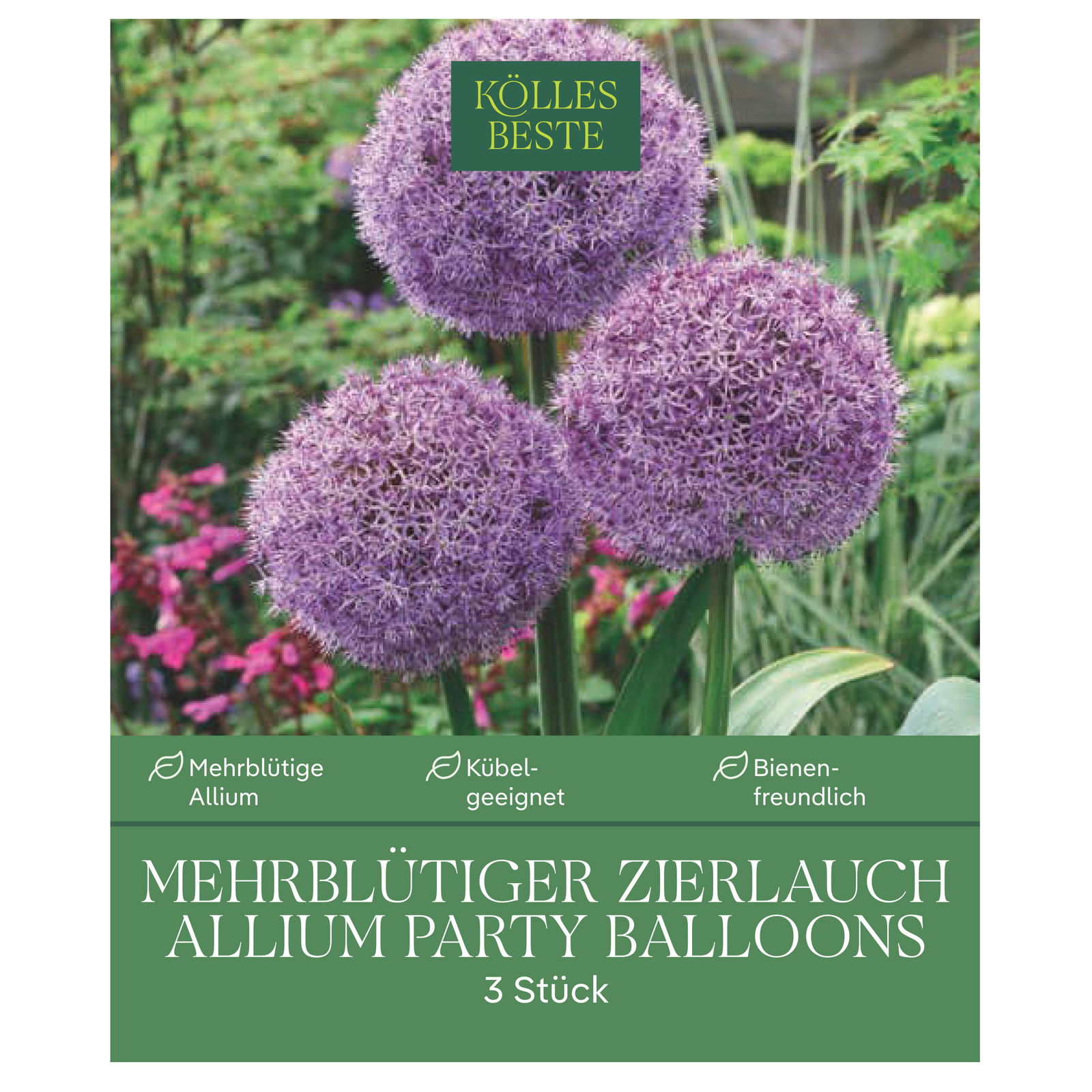 Zierlauch Allium 'Party Balloons', lila, Größe 16/+, 3 Blumenzwiebeln