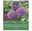 Zierlauch Allium 'Party Balloons', lila, Größe 16/+, 3 Blumenzwiebeln