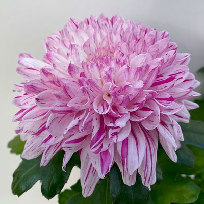 Chrysantheme 'Chrysanne® Zembla Next Art', gesprenkelt, Topf-Ø 13 cm, 6 Pflanzen