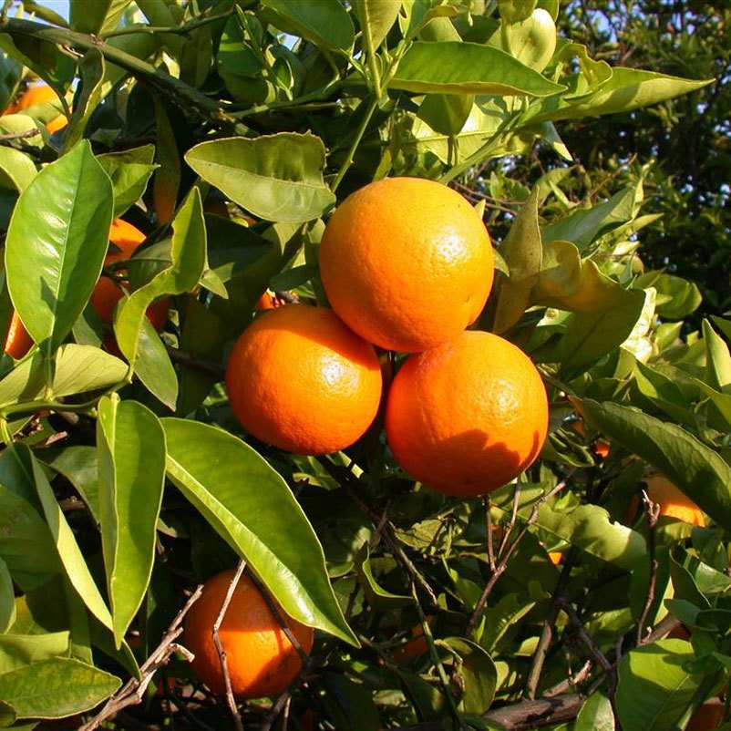 Orangenbaum, Stamm, Topf-Ø ca. 24 cm, Höhe ca. 140 cm