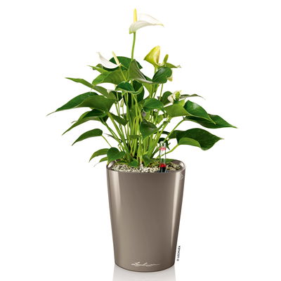 Lechuza 'Deltini', taupe, ca. 15 x 15 x H 19 cm Lechuza 'Deltini', taupe, ca. 15 x 15 x H 19 cm