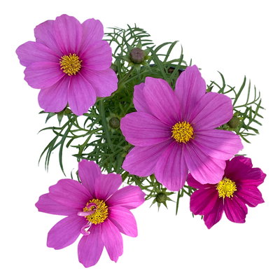 Cosmea, Farben zufällig, Topf-Ø 12 cm, Höhe ca. 25 cm, 6 Pflanzen