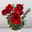 Amaryllis 'Liberty' weihnachtsrot und Eukalyptus, inkl. gratis Grußkarte Amaryllis 'Liberty' weihnachtsrot und Eukalyptus, inkl. gratis Grußkarte