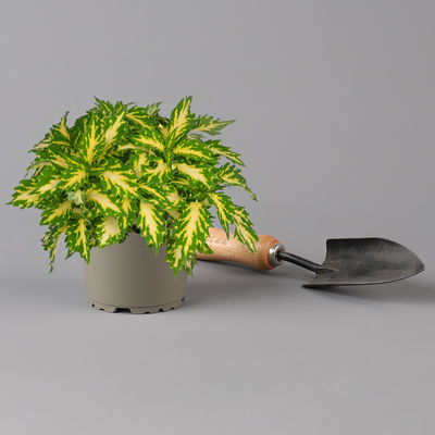 Buntnessel 'Down Town Port Fairy' hellgrün-gelb, Topf -Ø 12 cm, 6er-Set