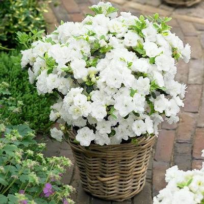 Japanische Azaleen, 3er-Set, Topf je 5 Liter