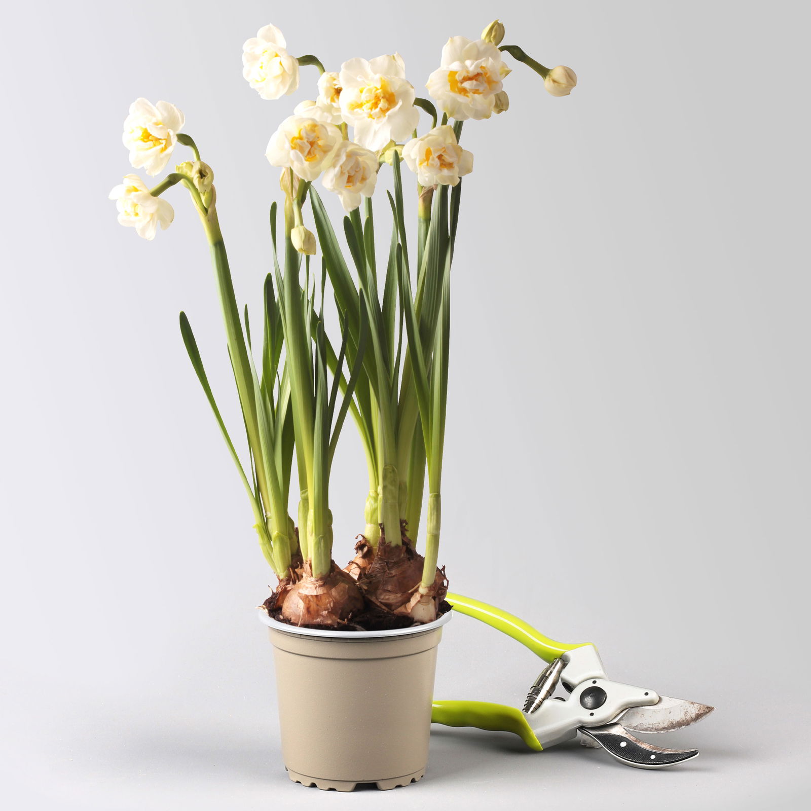 Narzisse 'Bridal Crown' creme, gefüllt, vorgetrieben, Topf-Ø 10 cm, 6 Pflanzen