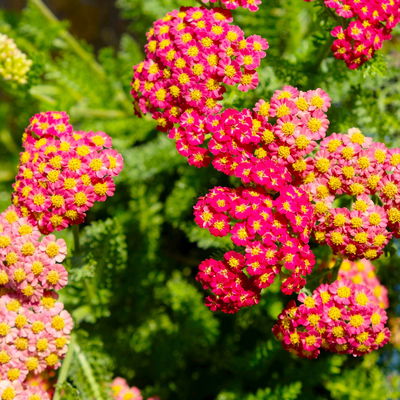 Kölles Beste Garten-Schafgarbe 'Paprika' rot, 19 cm Topf