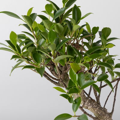 Bonsai 'Lily' Art zufällig, Topf-Ø 18cm, Höhe ca. 35 cm Bonsai 'Lily' Art zufällig, Topf-Ø 18cm, Höhe ca. 35 cm