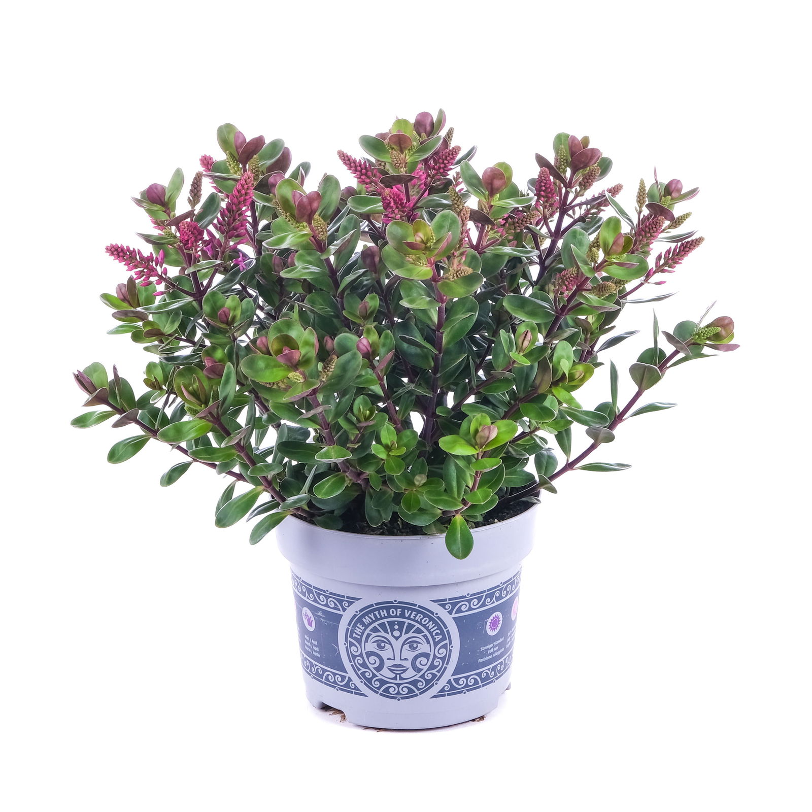 Hebe 'All Blooms®' lila, Topf-Ø 12 cm, 3er-Set