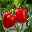 Block-Paprikapflanze 'Beluga® Red, Topf-Ø 10,5 cm, 6er-Set