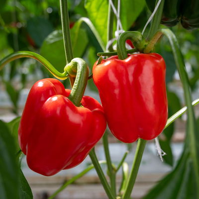Block-Paprikapflanze 'Beluga® Red, Topf-Ø 10,5 cm, 6er-Set Block-Paprikapflanze 'Beluga® Red, Topf-Ø 10,5 cm, 6er-Set