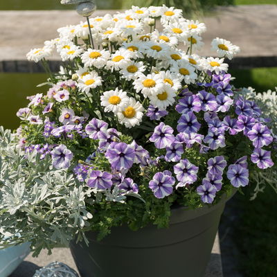 Petunie 'Sweetunia® Starfish' flieder-weiß, hängend, Topf-Ø 13 cm, 6 Pflanzen