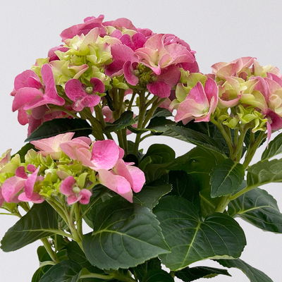 Hortensie rosa, mind. 3 Dolden, Topf-Ø 10 cm, Höhe ca. 20 cm, 3 Pflanzen Hortensie rosa, mind. 3 Dolden, Topf-Ø 10 cm, Höhe ca. 20 cm, 3 Pflanzen