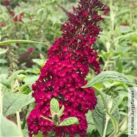 Schmetterlingsstrauch, Buddleja 'Rêve de Papillion® Red', rosarot, Topf 5 Liter