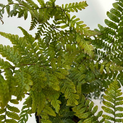 Rotschleierfarn, Topf-Ø 17 cm, 2er-Set Rotschleierfarn, Topf-Ø 17 cm, 2er-Set