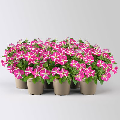 Petunie 'Amore® Pink Hearts' pink-weiß, hängend, Topf-Ø 13 cm, 6 Pflanzen