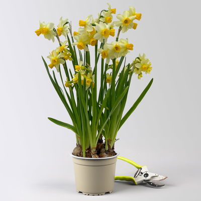 Narzisse 'Eaton Song' gelb, vorgetrieben, Topf-Ø 15 cm, 3 Pflanzen