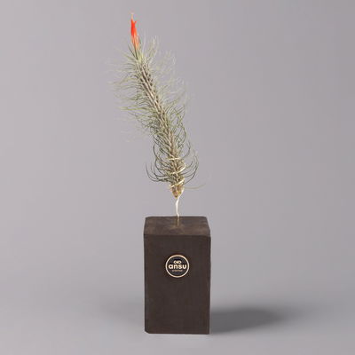 Tillandsien-Trio im Holzständer