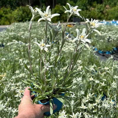 Alpen-Edelweiß, weiß, Topf 9x9 cm, 3 Pflanzen Alpen-Edelweiß, weiß, Topf 9x9 cm, 3 Pflanzen