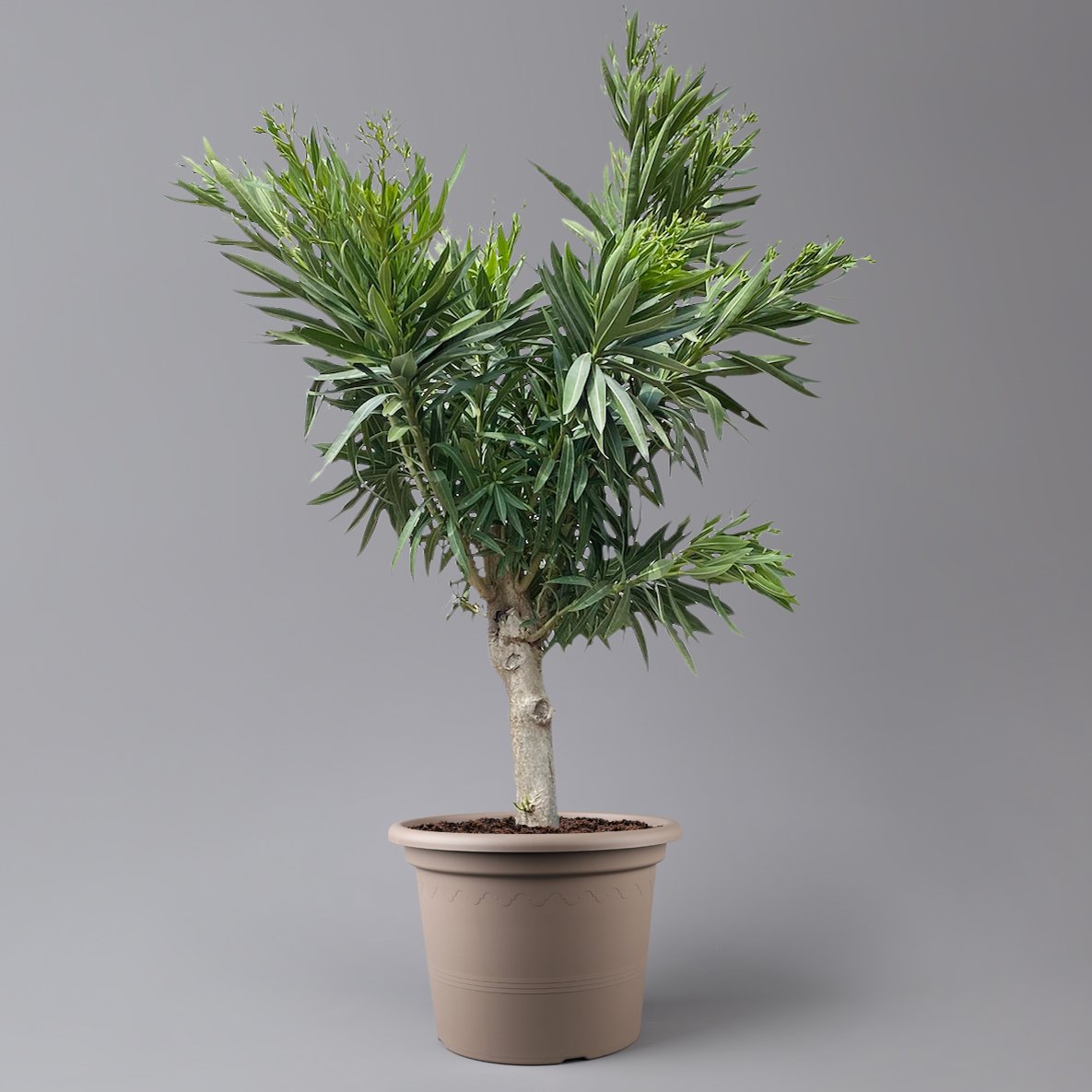 Oleander, Farbe zufällig, Stamm, Topf-Ø 33 cm, Höhe ca. 100 cm
