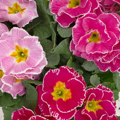 Primel 'Sirococco', Farben zufällig, gerüscht, Topf-Ø 11 cm, 8 Pflanzen