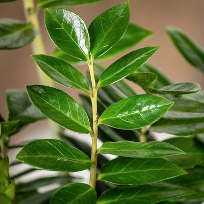 Glücksfeder, Topf-Ø 14 cm, Höhe ca. 40 cm Glücksfeder, Topf-Ø 14 cm, Höhe ca. 40 cm