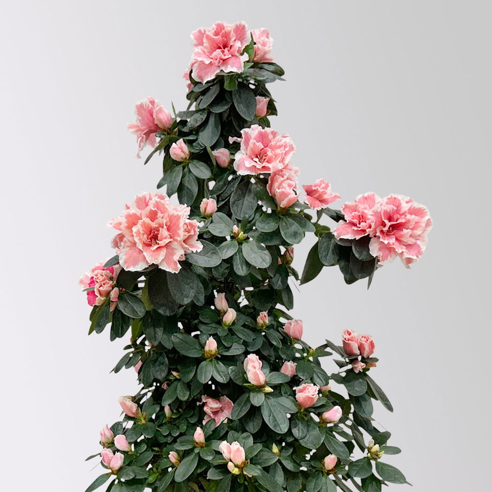 Azalee, rosa-weiß, Topf-Ø 17cm, Pyramide, in Keramiktopf Dallas weiß Azalee, rosa-weiß, Topf-Ø 17cm, Pyramide, in Keramiktopf Dallas weiß