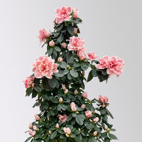 Azalee, rosa-weiß, Topf-Ø 17cm, Pyramide, in Keramiktopf Dallas weiß Azalee, rosa-weiß, Topf-Ø 17cm, Pyramide, in Keramiktopf Dallas weiß