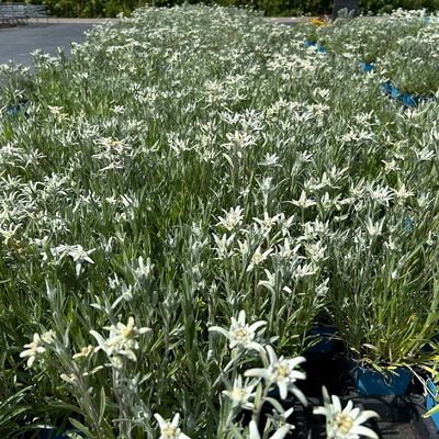 Alpen-Edelweiß, weiß, Topf 9x9 cm, 3 Pflanzen Alpen-Edelweiß, weiß, Topf 9x9 cm, 3 Pflanzen