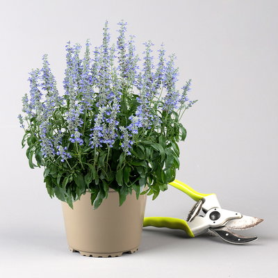 Salvia 'Sallyfun Blue Ice' blau-weiß, Topf-Ø 12 cm, 6 Pflanzen
