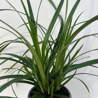 Bio Japansegge 'Irish Green', Topf-Ø 12 cm, 3 Pflanzen Bio Japansegge 'Irish Green', Topf-Ø 12 cm, 3 Pflanzen
