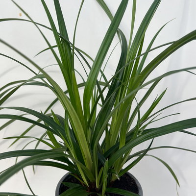 Bio Japansegge 'Irish Green', Topf-Ø 12 cm, 3 Pflanzen Bio Japansegge 'Irish Green', Topf-Ø 12 cm, 3 Pflanzen
