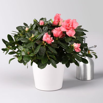 Azalee lachs gefüllt mit Keramiktopf Dallas weiß, Topf-Ø 12 cm, 3er-Set