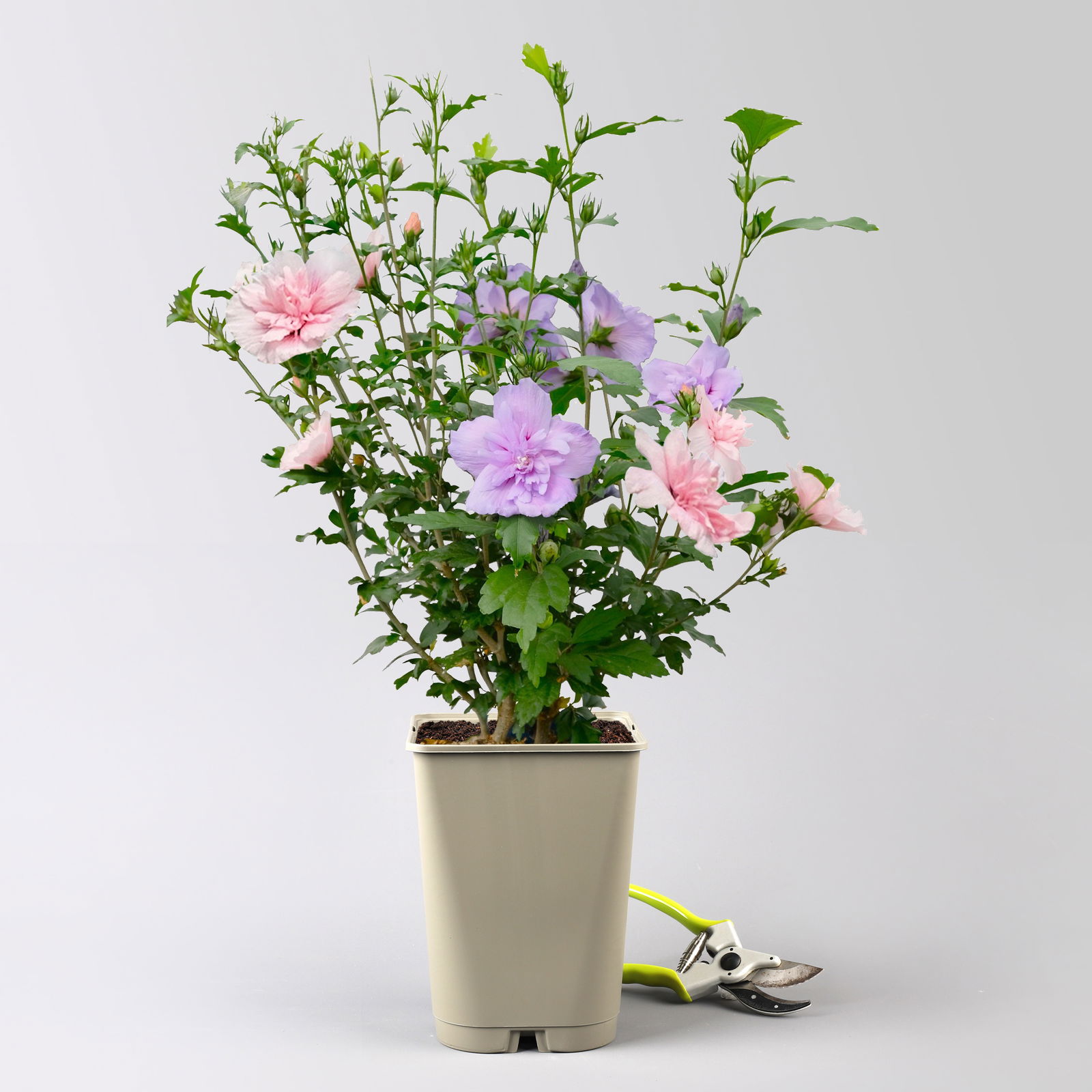 Duo-Gartenhibiskus 'Blue Chiffon®' und 'Pink Chiffon®', blau + pink, 5 lt. Topf