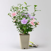 Duo-Gartenhibiskus 'Blue Chiffon®' und 'Pink Chiffon®', blau + pink, 5 lt. Topf