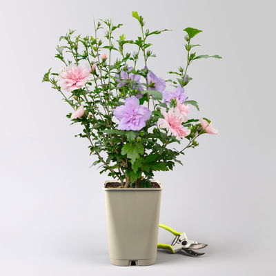 Duo-Gartenhibiskus 'Blue Chiffon®' und 'Pink Chiffon®', blau + pink, 5 lt. Topf Duo-Gartenhibiskus 'Blue Chiffon®' und 'Pink Chiffon®', blau + pink, 5 lt. Topf