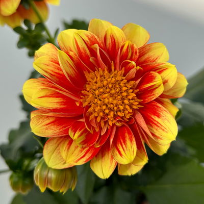 Dahlie, Farbe zufällig, Topf-Ø 14 cm, 4 Pflanzen