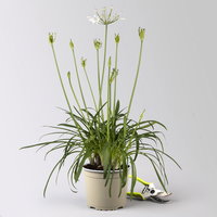 Agapanthus 'Summer Love™', weiß, Topf-Ø 17 cm, 2 Pflanzen
