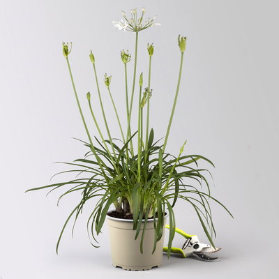 Agapanthus 'Summer Love™', weiß, Topf-Ø 17 cm, 2 Pflanzen