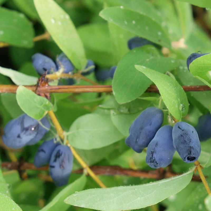 Sibirische Blaubeere MyBerry® 'Sweet' jetzt bei PflanzenKölle kaufen