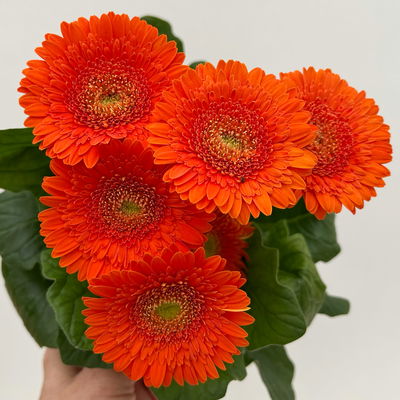Gerbera, Farbmix zufällig, Topf-Ø 12 cm, 6 Pflanzen
