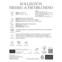 Kollektion kleinbleibende, frühblühende Blumenzwiebeln, 50 Blumenzwiebeln Kollektion kleinbleibende, frühblühende Blumenzwiebeln, 50 Blumenzwiebeln