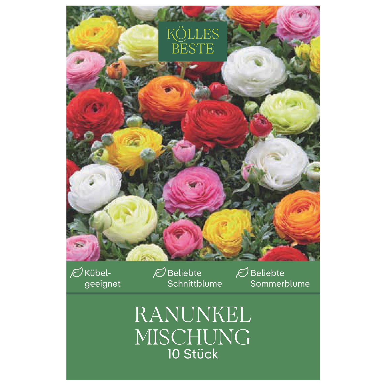 Kölles Beste Ranunkeln Mischung, 10 Blumenzwiebeln