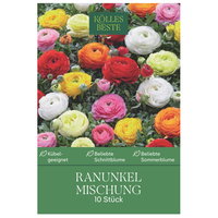 Kölles Beste Ranunkeln Mischung, 10 Blumenzwiebeln