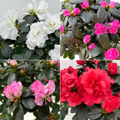 Azalee, Stamm, Farbe zufällig, Topf-Ø 13cm, Höhe ca. 45 cm, 2 Pflanzen Azalee, Stamm, Farbe zufällig, Topf-Ø 13cm, Höhe ca. 45 cm, 2 Pflanzen