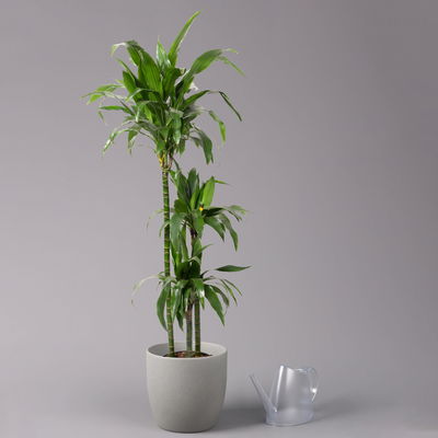 Duftender Drachenbaum 'Janet Craig', Topf-Ø 24 cm, , Höhe ca. 150 cm