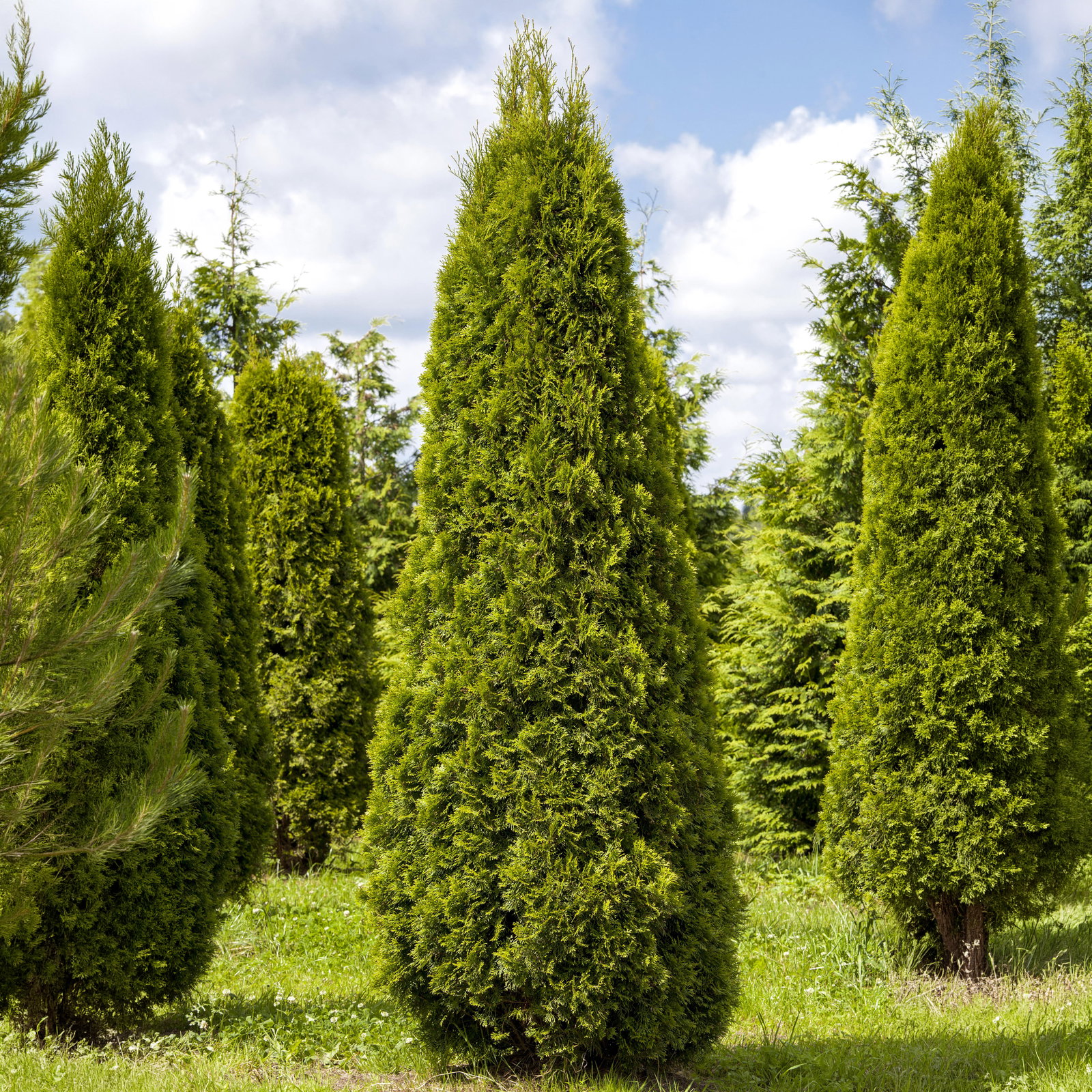 Smaragd-Lebensbaum, Thuja occ. Smaragd-Lebensbaum, Thuja occ.