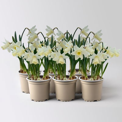 Narzisse 'Ice Baby', weiß, vorgetrieben, Topf-Ø 10,5 cm, 6 Pflanzen Narzisse 'Ice Baby', weiß, vorgetrieben, Topf-Ø 10,5 cm, 6 Pflanzen