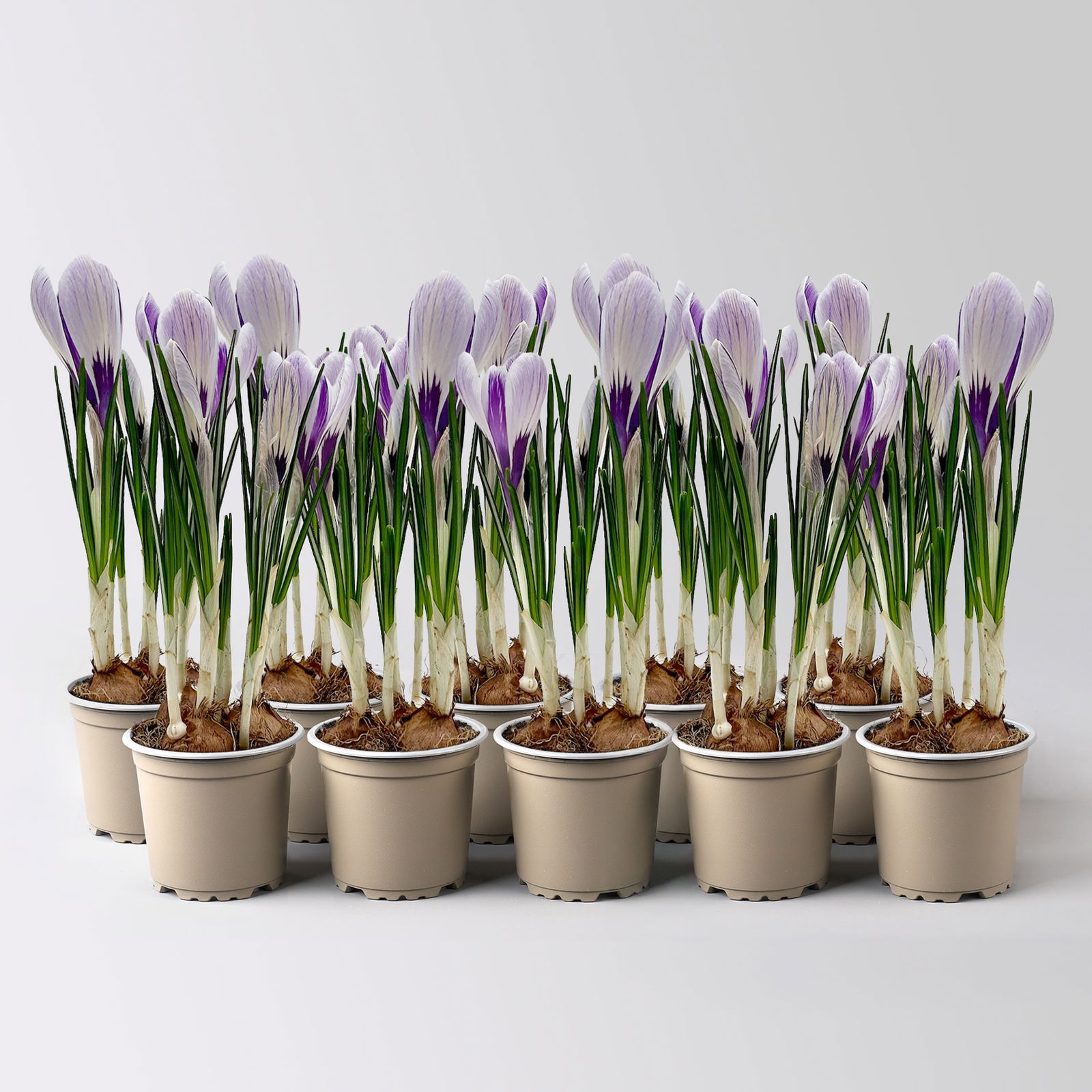 Krokus Mini, lila-weiß gestreift, Topf-Ø 6 cm, 10 Pflanzen