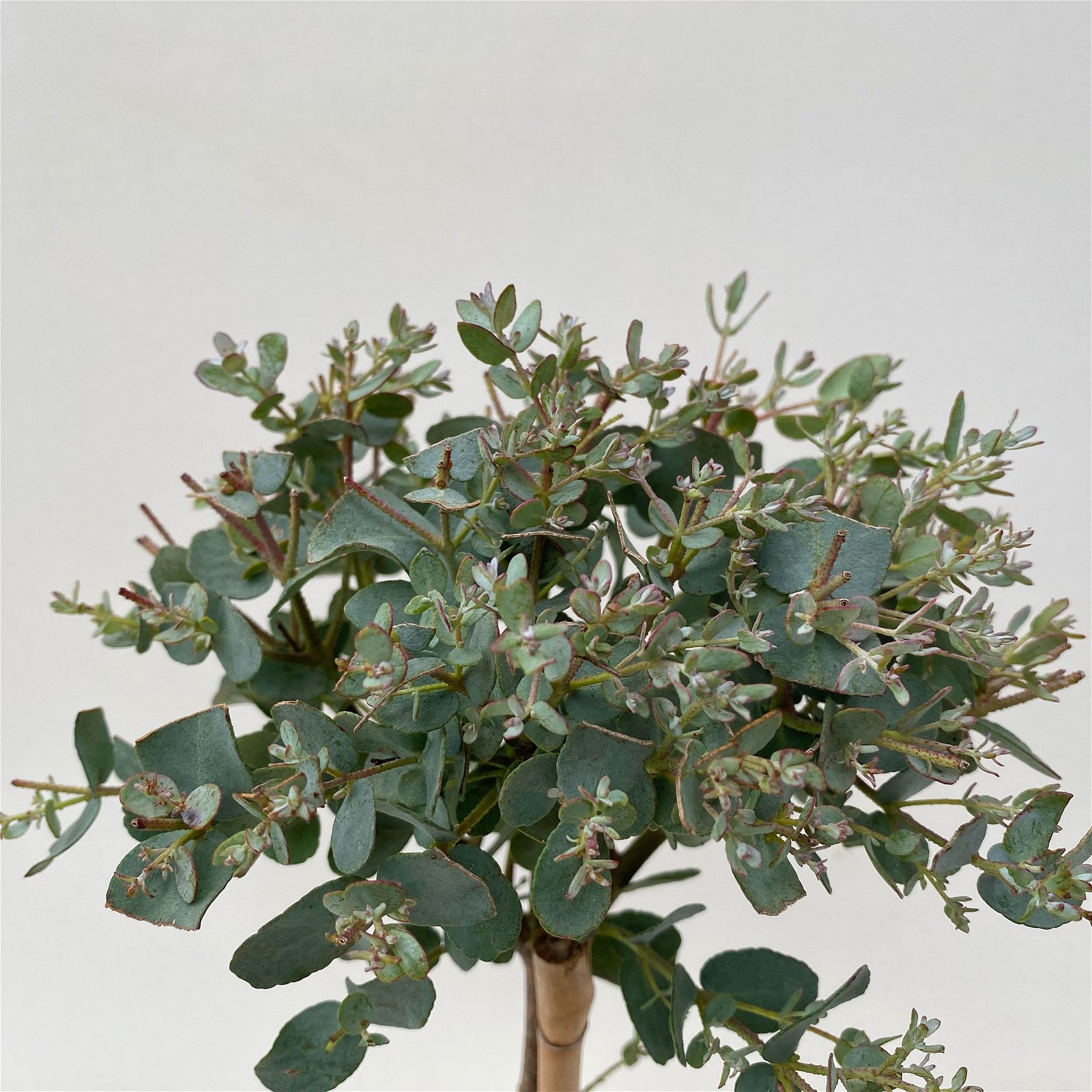 Eukalyptus, Stamm, Topf-Ø 12 cm